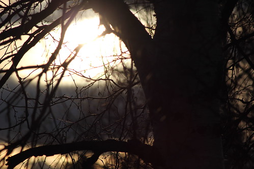 sun tree sweden birch
