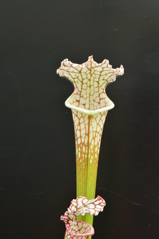 Les sarracenia hybride seedling  14855551615_e315e96126_c