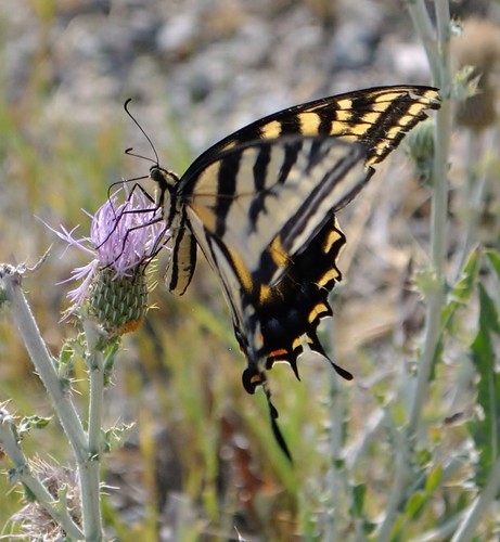 butterfly washingtonstate westerntigerswallowtail
