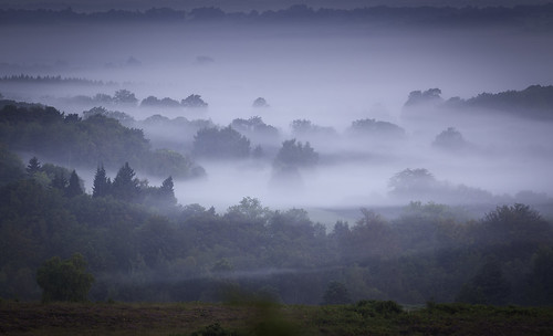 england mist misty forest sunrise woodland sussex woods east ashdown