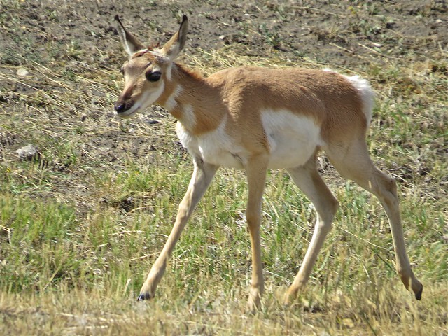 Pronghorn Fawn in Rawlins, Wyoming 16