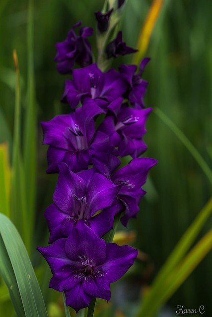 Purple Gladiolus | Flickr - Photo Sharing!