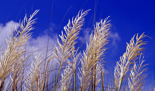 blue autumn sky india white flower nature clouds landscape nikon september ful puja bangla durgapuja westbengal kash 2014 birbhum sonarbangla kashful sainthia nikond32000