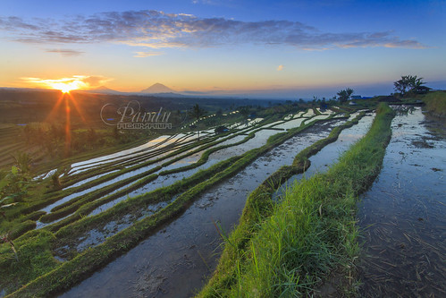 morning bali sunrise indonesia village ricefield heavenly jatiluwih baliphotography balitravelphotography baliphotographytour baliphotographyguide