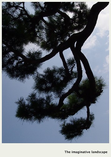 tree japan omi omihachiman 近江八幡 新町通り olympuspenep3 ealabo theimaginativelandscape fuwaryôsuke