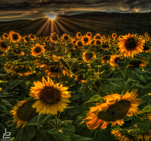 flowers sunset color sunflowers flare farms rays backlit hdr suns onone donaldson hackettstown