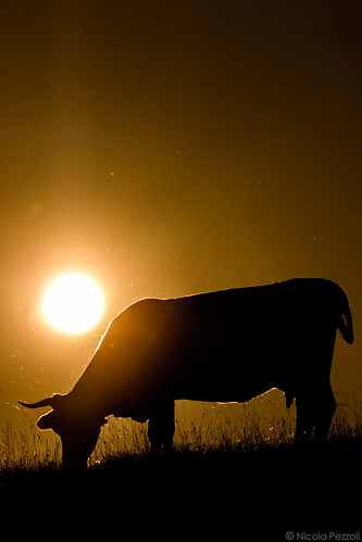 sunset italy sun nature silhouette canon cow tramonto nicola atmosphere natura val leffe sole mucca bergamo manfrotto 600d pezzoli gandino peia sparavera