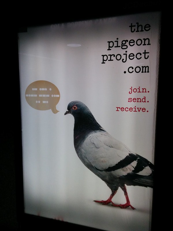 Pigeon project