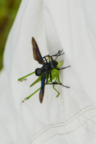 bonniesprairie illinois extra insect wasp withprey