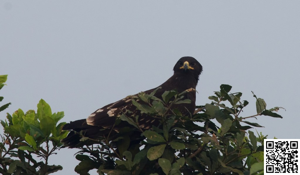 Greater Spotted Eagle [Aguila Moteada]