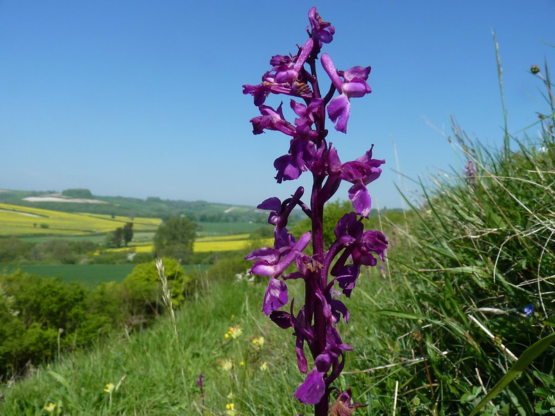 Early Purple Orchid - Cerne Abbas