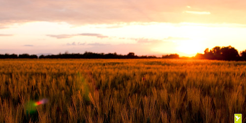 sunset france champs printemps dignelesbains blé alpesdehauteprovence hauteprovence