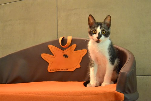 Bambino, gatito color humo y blanco esterilizado, de ojazos cobre, nacido en Abril´14, en adopción. Valencia. ADOPTADO. 14561299190_6bc75cbbef