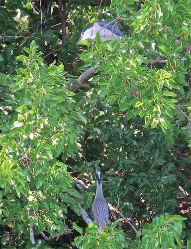 Black-crowned and Yellow-crowned Night-herons at Kaufman Lake in Champaign, IL 01