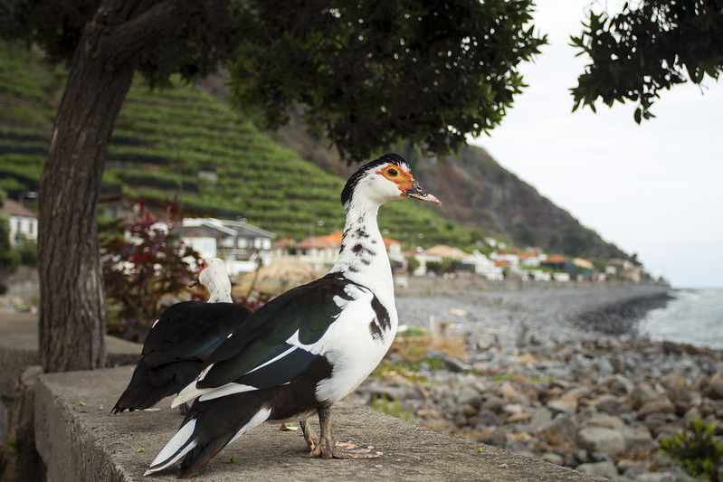 Goose in Madalena do Mar beach - Madeira
