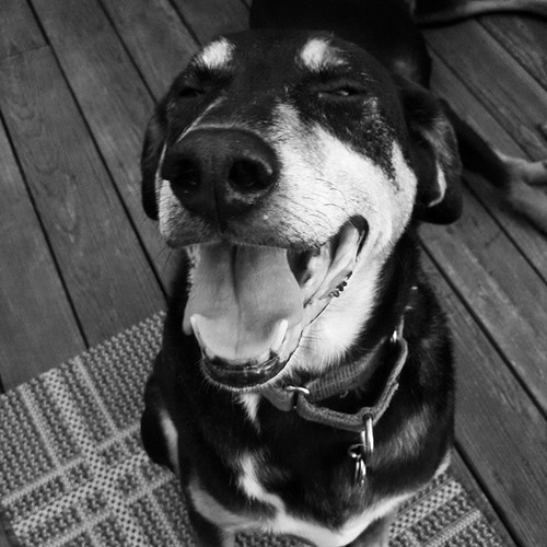 Tut says Good Morning IG! Stay cool today! #dogstagram #rescued #coonhoundmix #smiling #happydog #love #mutt #adoptdontshop #seniordog