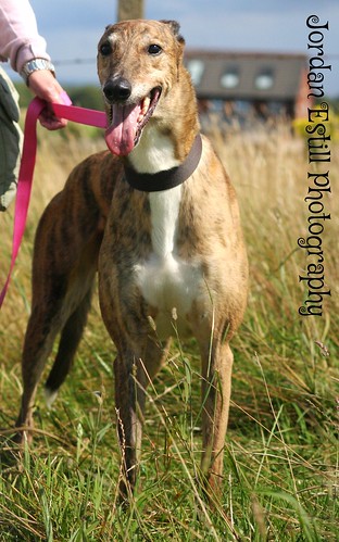 Brin- big brindle boy looking for an experienced home :)  14701807887_07e7bff163