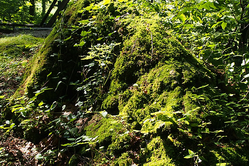 summer sun green moss rocks shadows