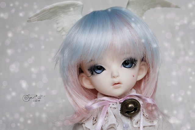 Blue-eyed Dove 01