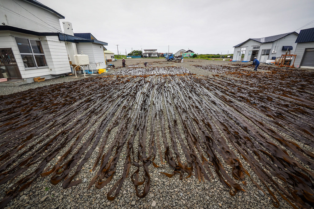 Drying kelp at Cape Nosappu, Hokkaido, Japan