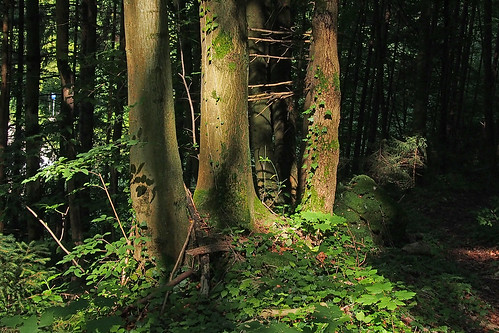 trees summer sun forest germany bavaria shadows badreichenhall berchtesgadenerland vanagram blinkagain