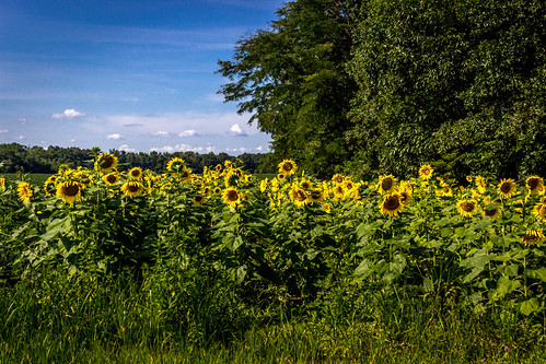 sunflowers southernillinois