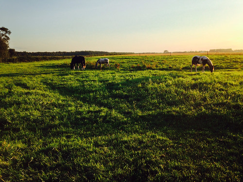 sunset horses horse apple netherlands landscape groningen 5c landschap paard paarden iphone terapel westerwolde terhaar iphone5c appleiphone5c