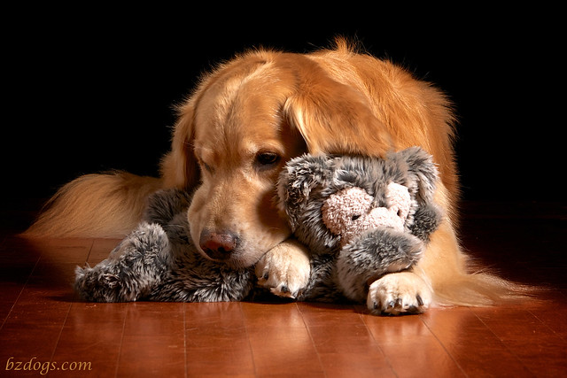 A Dog and his Teddy