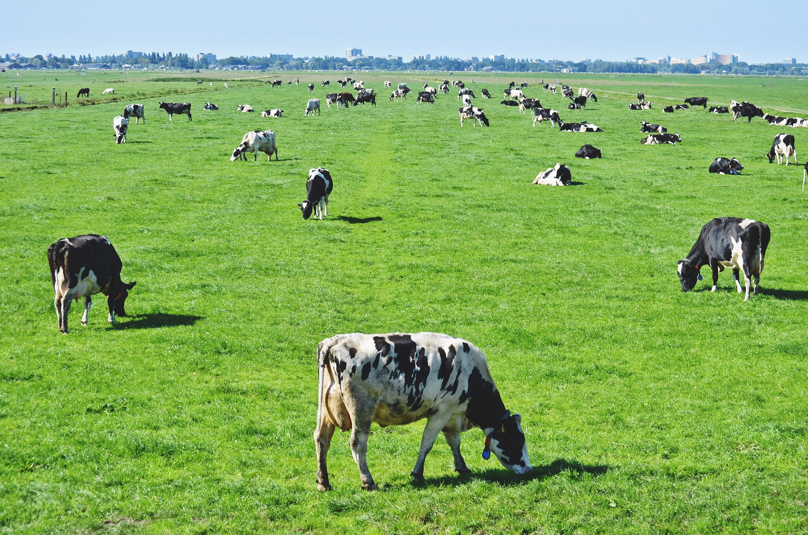 Landschap met melkmeisjes en koeien en jagers Landscape with milk girls  milking cows nearby stream where hunter shoots ducks. Among the show is a  verse in Latijn. Manufacturer : to print from