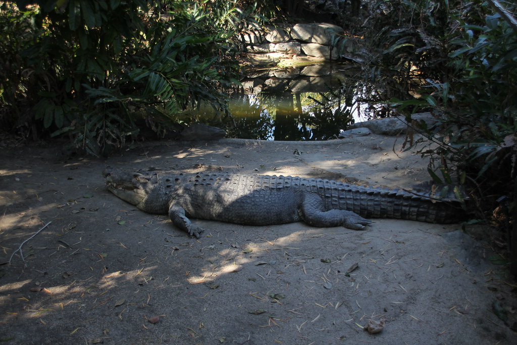 port douglas, port douglas wildlife habitat, breakfast with the birds, koala, saltwater crocodile