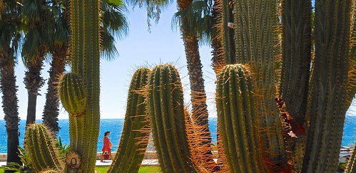 travel red sea color colour beach cacti mediterranean dress view kodak playa palm human frame saguaro mediterrean cactis