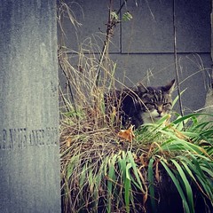 #catoftheday is this appropriately sombre looking beauty in Père Lachaise cemetery this afternoon