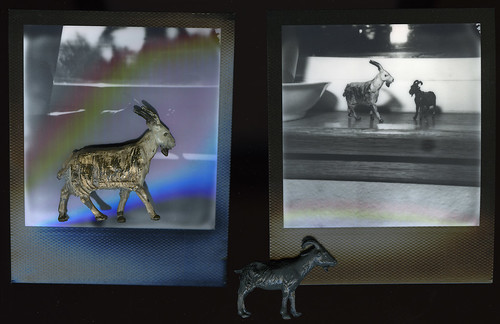 polaroidslr680 ipbwfilm goats fortunacalifornia