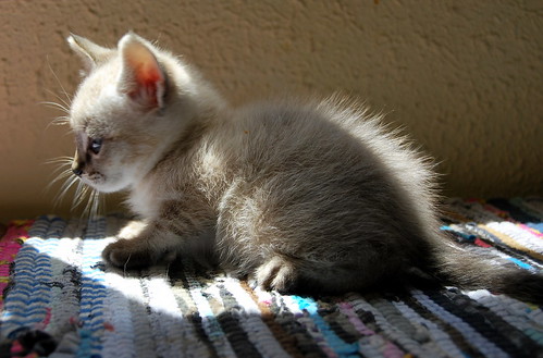 Vito, gatito siamés tabby point tímido y bueno, nacido en Abril´14, necesita hogar. Valencia. ADOPTADO. 14034854690_0a31de28c1