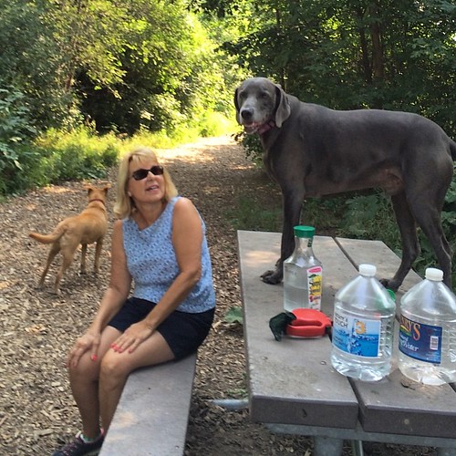 Prince and his mom, Marsha. A Prince has to survey his domain sometimes.  #weimaraner #dogpark