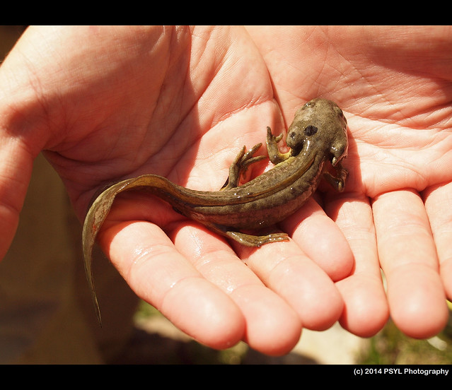 Tiger salamander (Ambystoma tigrinum nebulosum)