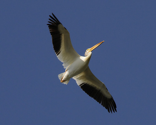 birds nikon wildlife pelican alberta d300 114picturesin2014