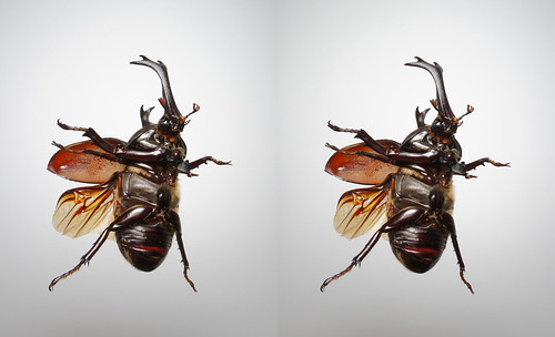 Trypoxylus dichotomus, stereo parallel view