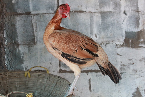 Gà Peru ( cung cấp gà peru từ 1-5 th tuổi) - 14