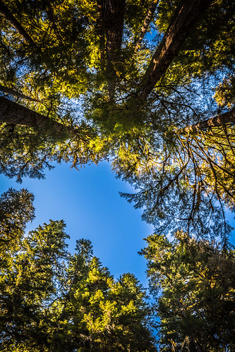 trees sky forest washington unitedstates portangeles olympicnationalforest solductrail