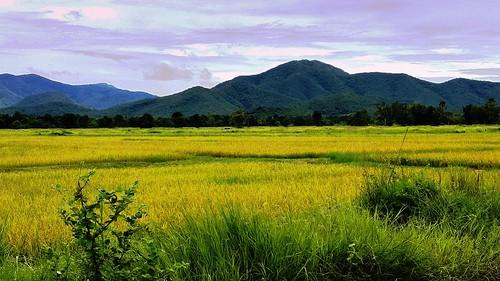 thailand countryside ricefields sukhothai