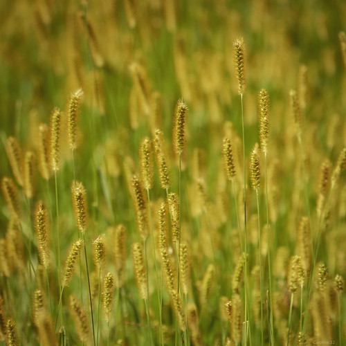 yellow squareformat grasses nikond3200 mchenrycounty mchenrydam cmwdyellow morrainehills 55300mm