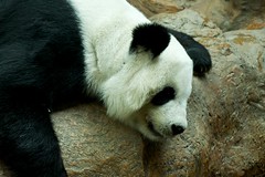Panda Lin Hua at Chiang Mai Zoo, Thailand