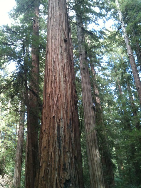 Redwood Tree, Armstrong Woods, Guerneville