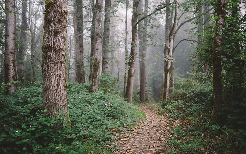 autumn forest path trail leaves fog pacificnorthwest nature outdoors canoneos5dmarkiii sigma35mmf14dghsmart depthoffield dof johnwestrock washington