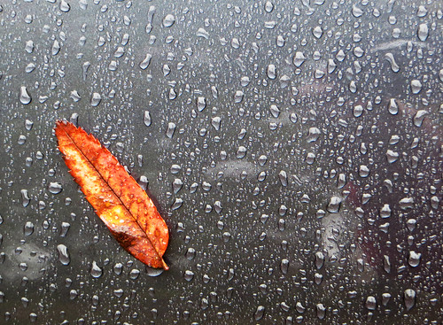 fs161009 minimalistic fotosondag fotosöndag leaf höst autumn rain löv fargstarkminimalism