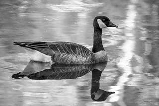 Brian_Canada Goose_Lake Waterford 1 BW_110816_2D