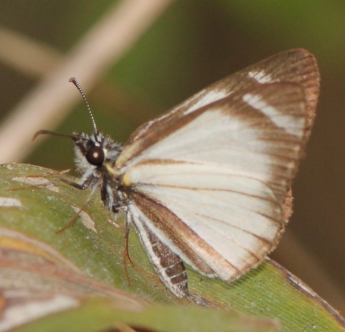 butterfly ecuador hesperiidae jorupe loja pyrginae pyrgini richhoyer urracalodge