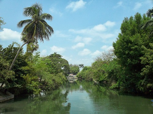 river mexico palm tropical veracruz tuxpan coconutpalms ilobsterit