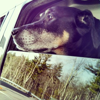 Pit stop for gas! She's a #happydog even if a bit #UnderTheWeather #carride #dogstagram #instadog #rescued #dobermanmix
